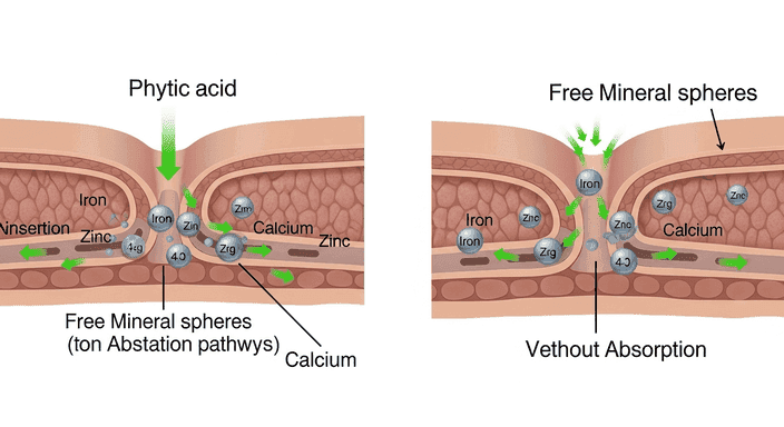 영약소 흡수 방해